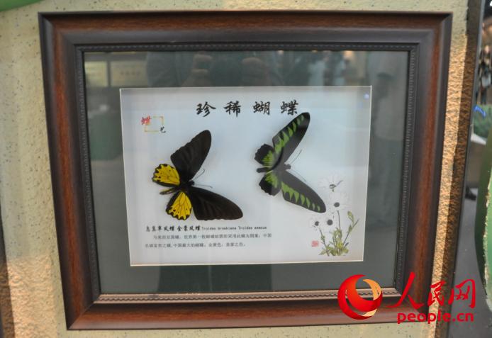 鳥翼翠鳳蝶、金裳鳳蝶標本。其中，世界第一枚郵票採用了鳥翼翠鳳蝶的圖案，金裳鳳蝶是中國最大的蝴蝶。（張萌/人民網）